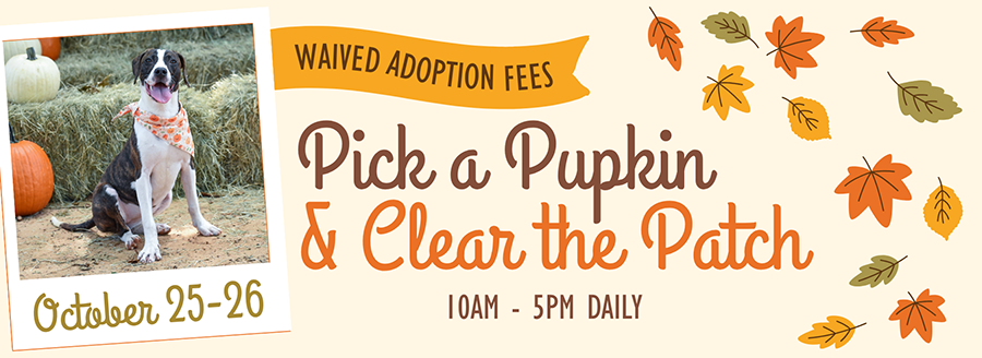 Summer is for Play - Adopt Today